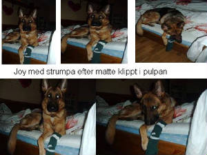 joystrumpa.jpg