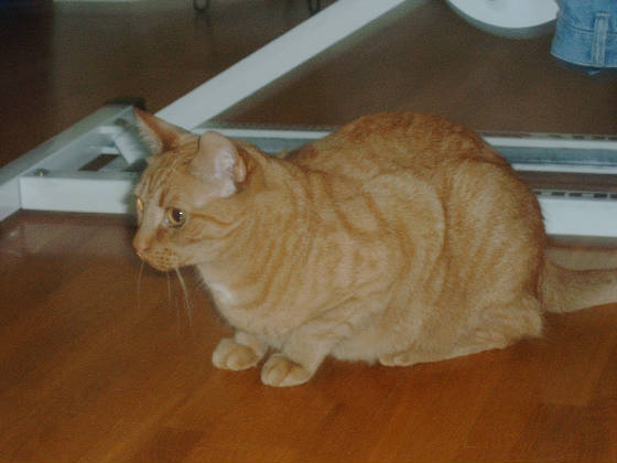 nisse.jpg